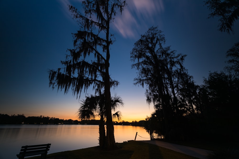 silhouette of trees near body of water during daytime