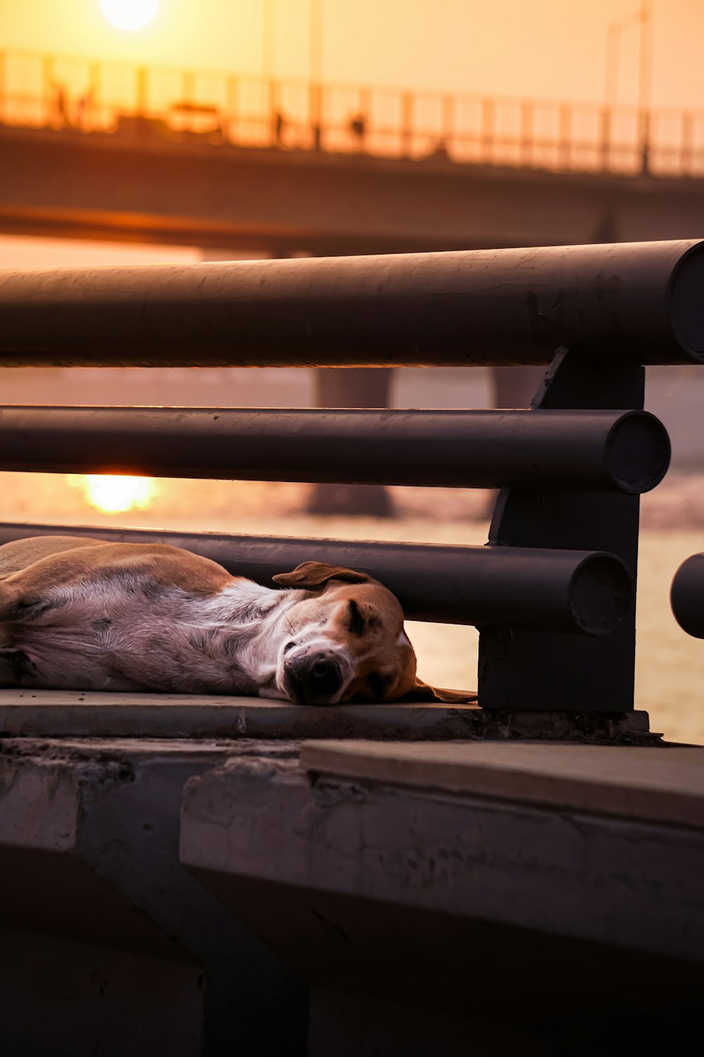 chien brun à poil court couché sur un tuyau en métal blanc