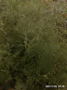 Fresh herbs bundled together with morning dew drops visible