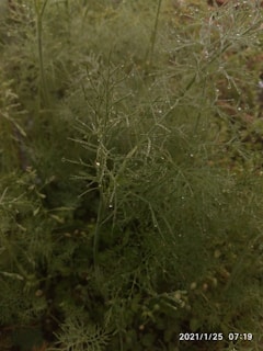Early morning dew mixing with micro-irrigation droplets on fresh garden soil.