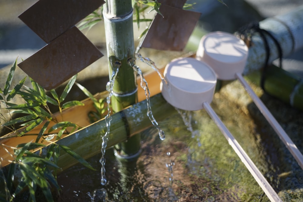 green bamboo stick with water