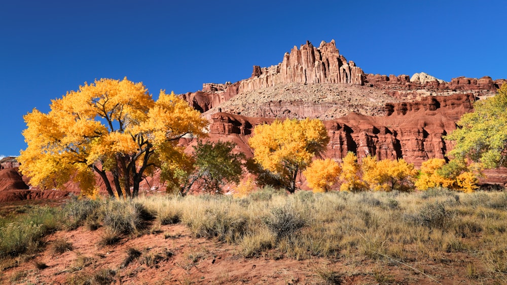 brown and green trees near brown rock formation under blue sky during daytime