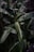 Large green banana leaves with a glossy texture are clustered together, creating a lush and vibrant scene. The leaves have a prominent central vein and display various shades of green, captured in a low-light environment.
