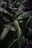 Large green banana leaves with a glossy texture are clustered together, creating a lush and vibrant scene. The leaves have a prominent central vein and display various shades of green, captured in a low-light environment.