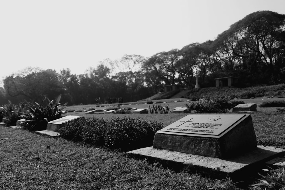 grayscale photo of trees and plants