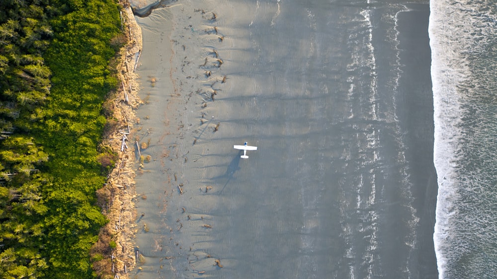 white duck on water during daytime