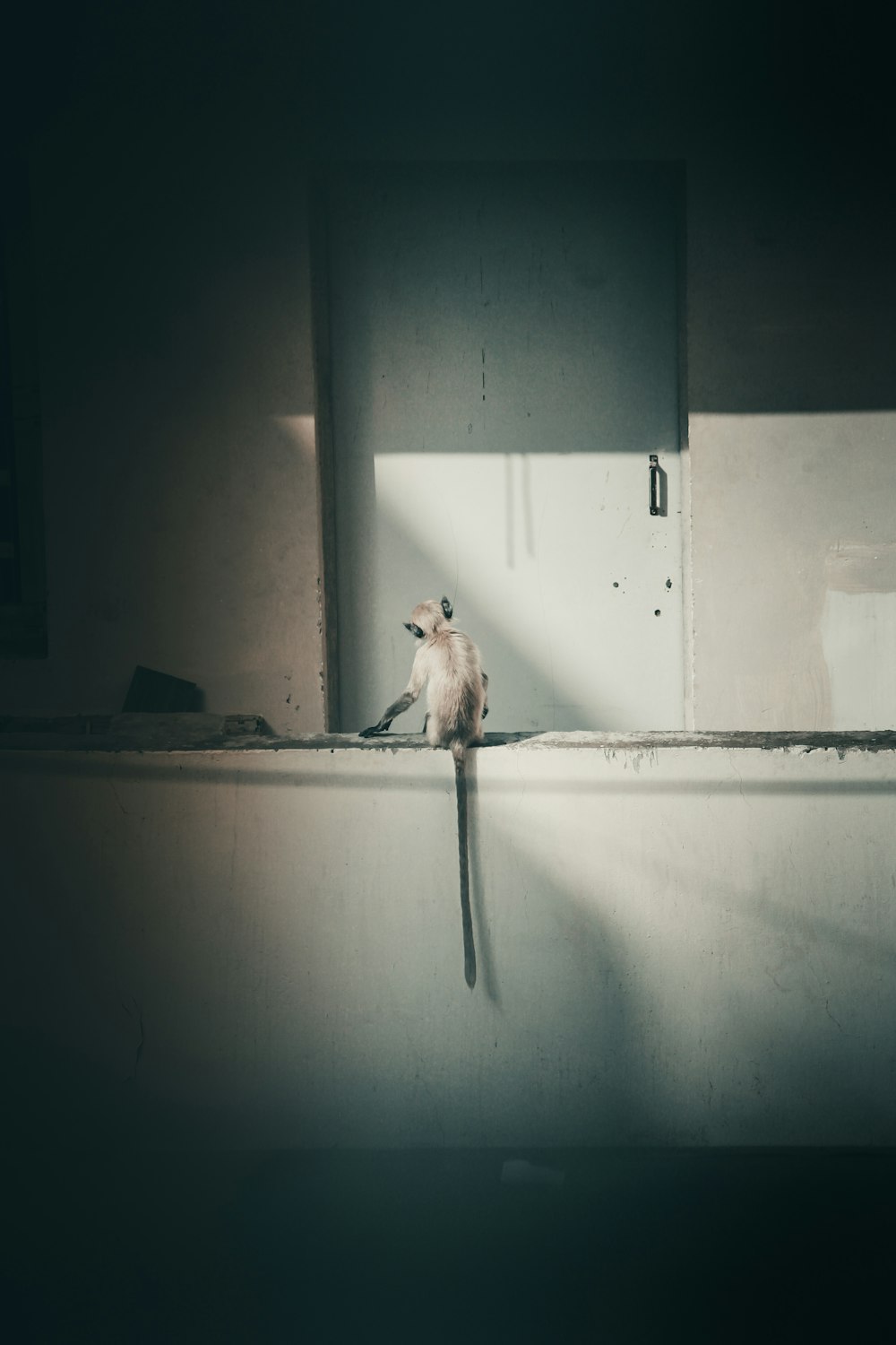 white and brown bird on white wall