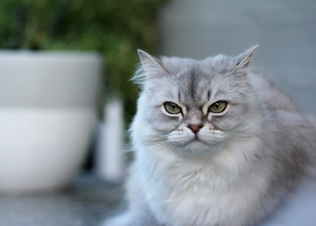 white persian cat on white ceramic bowl