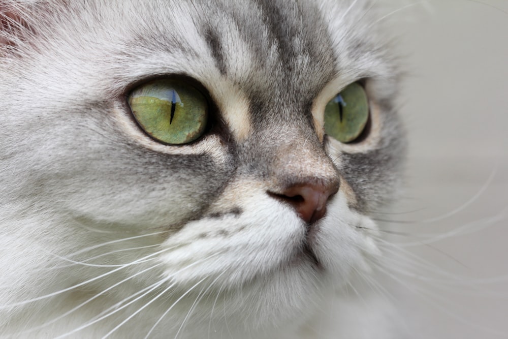 white and gray cat with yellow eyes