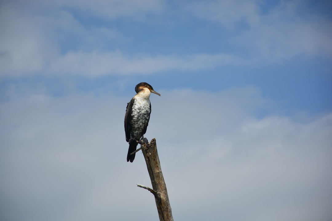 black and white bird on brown tree branch during daytime