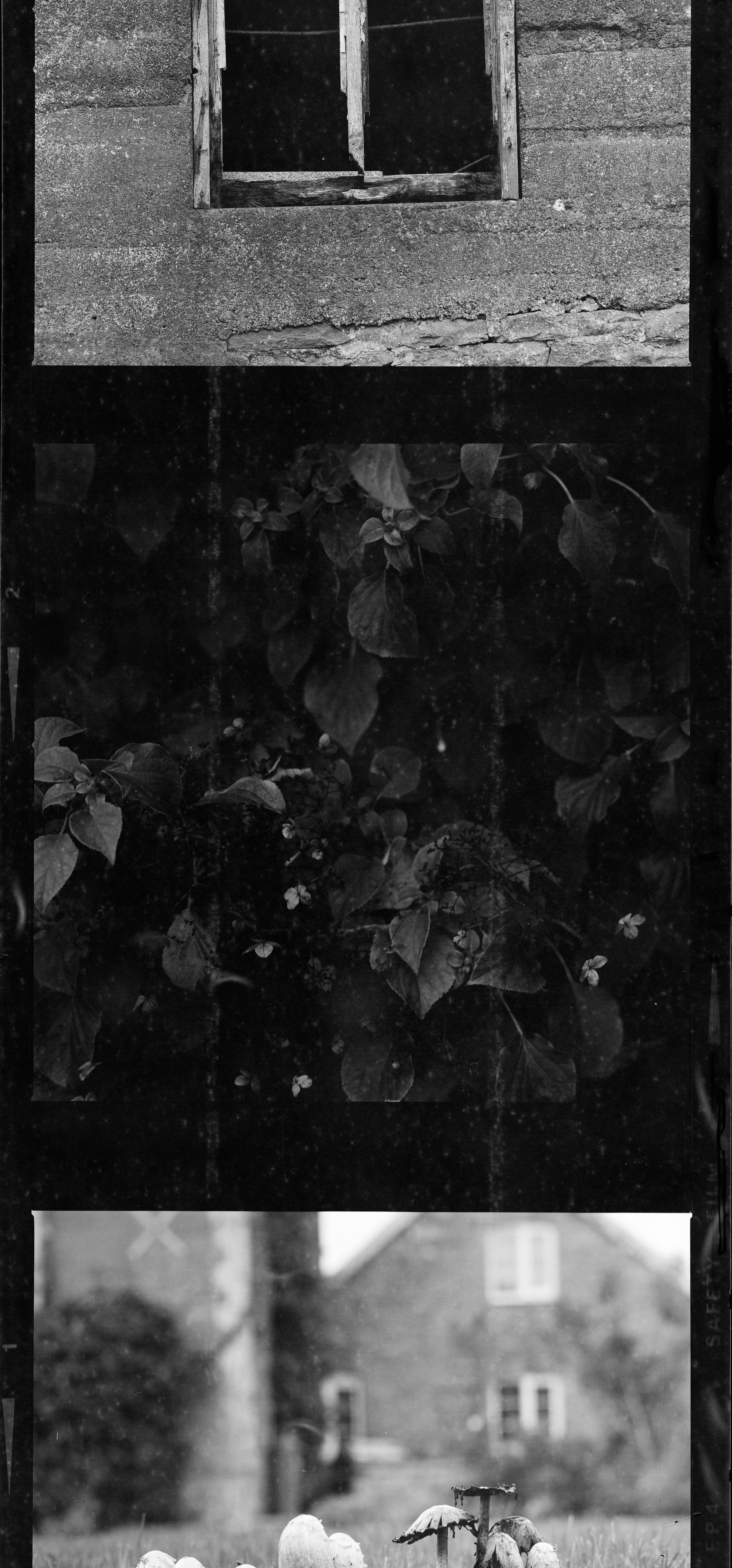 greyscale photo of leaves on the ground
