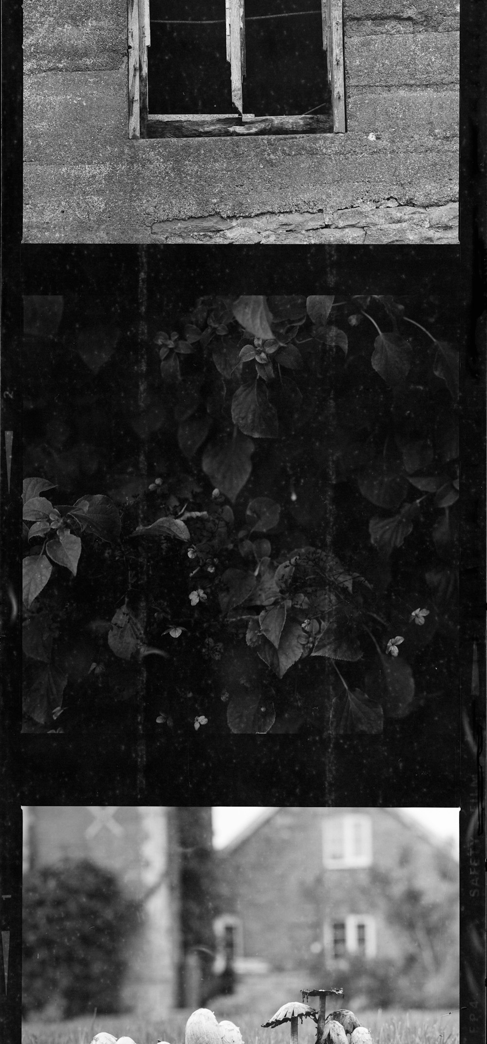 greyscale photo of leaves on the ground