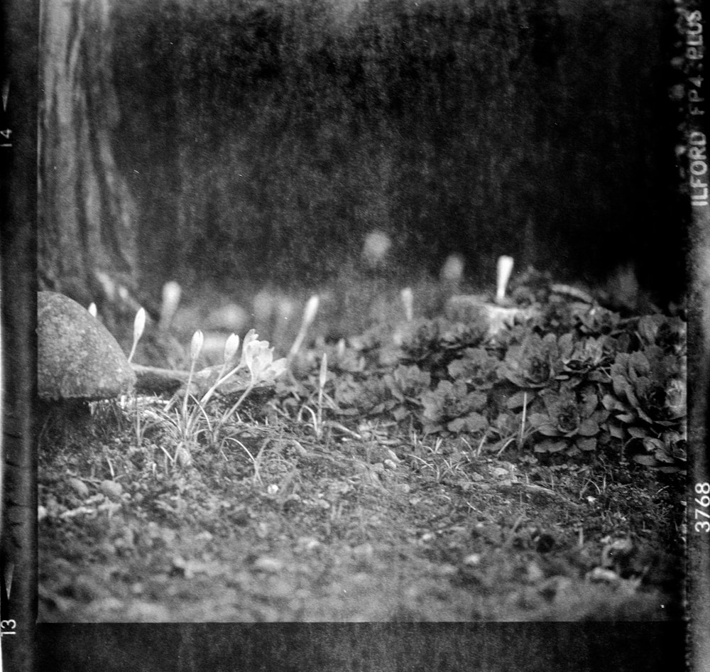 grayscale photo of grass and tree