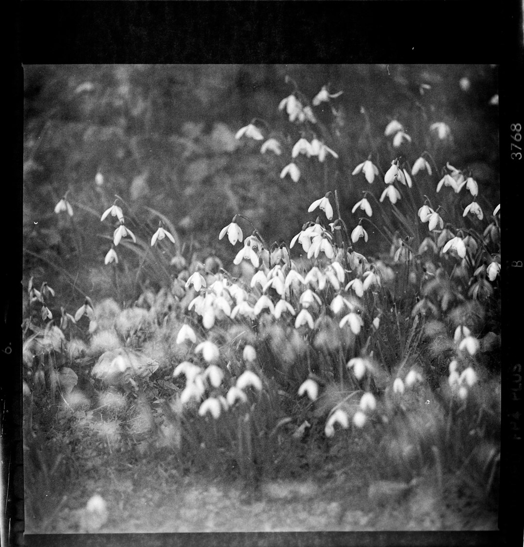 grayscale photo of flowers on grass field