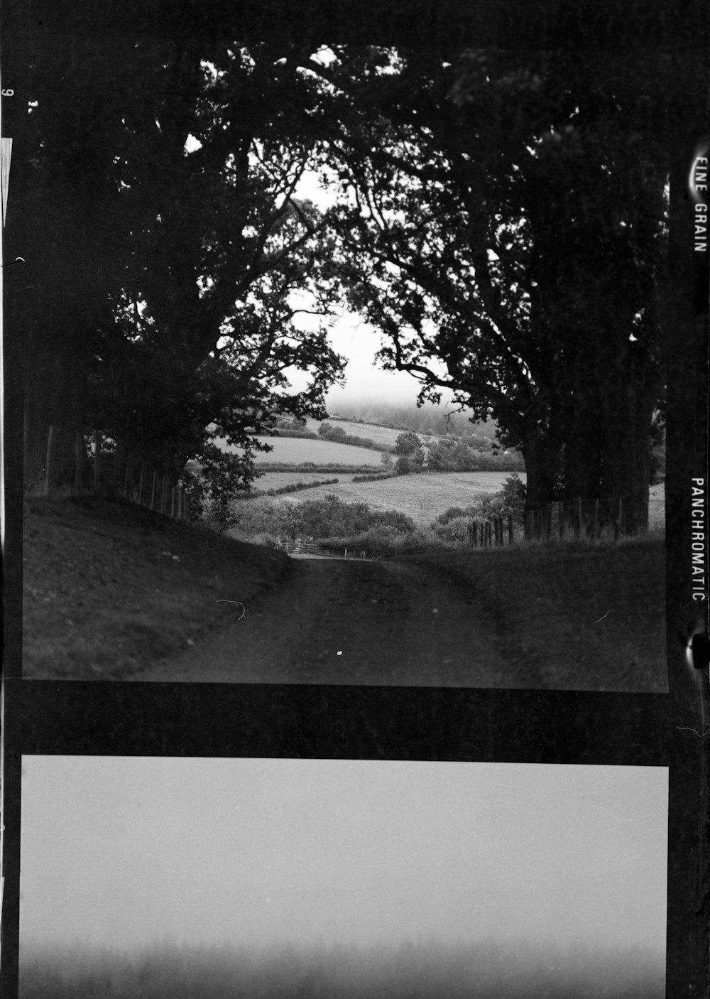 grayscale photo of trees near road