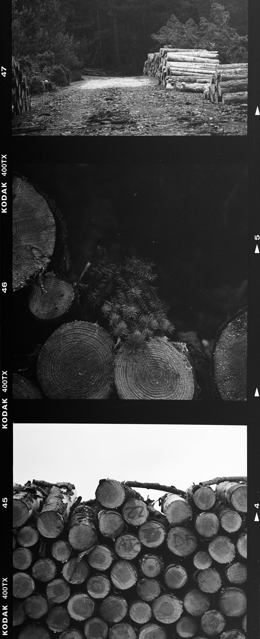 grayscale photo of coconut shell