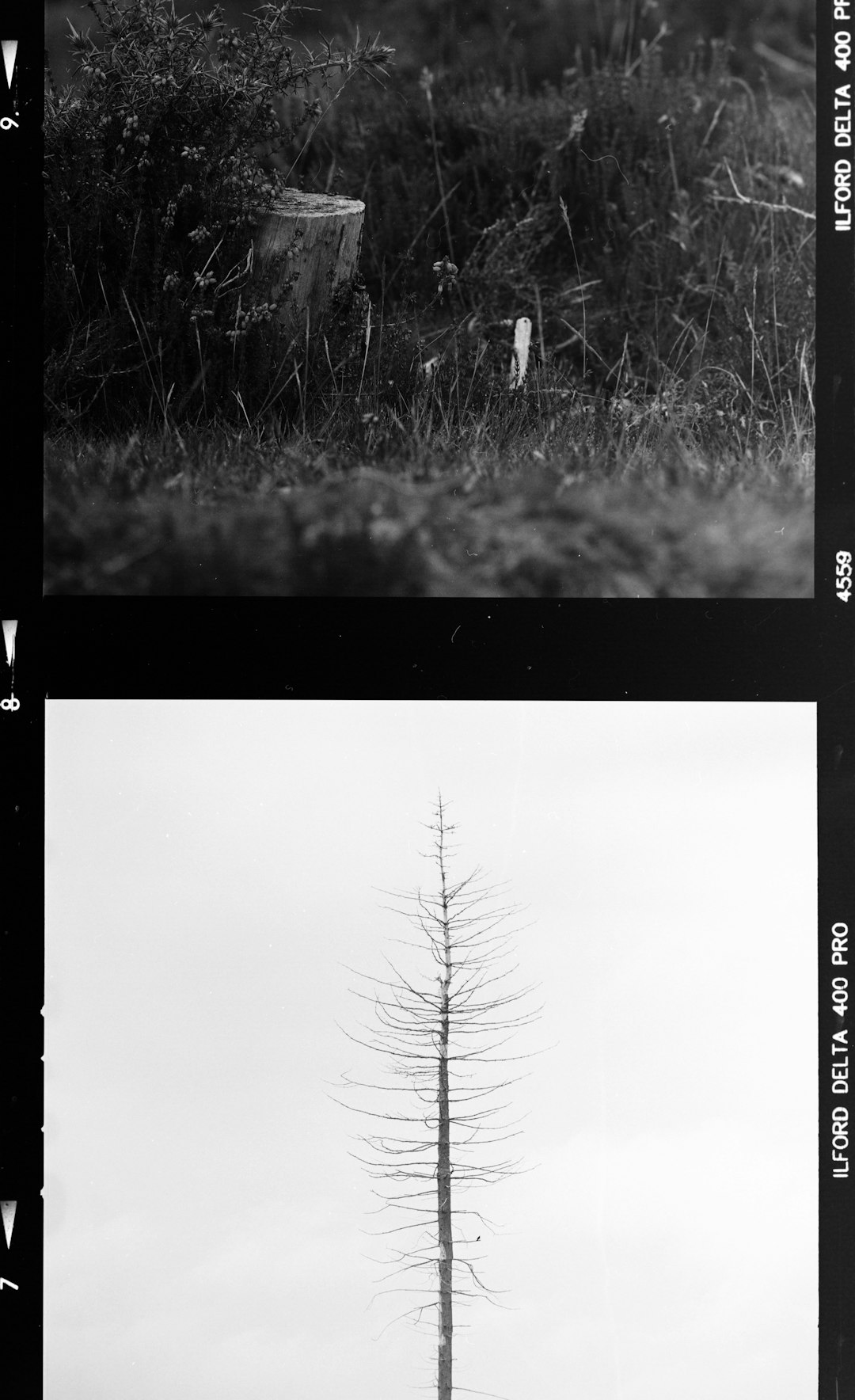 grayscale photo of leafless tree