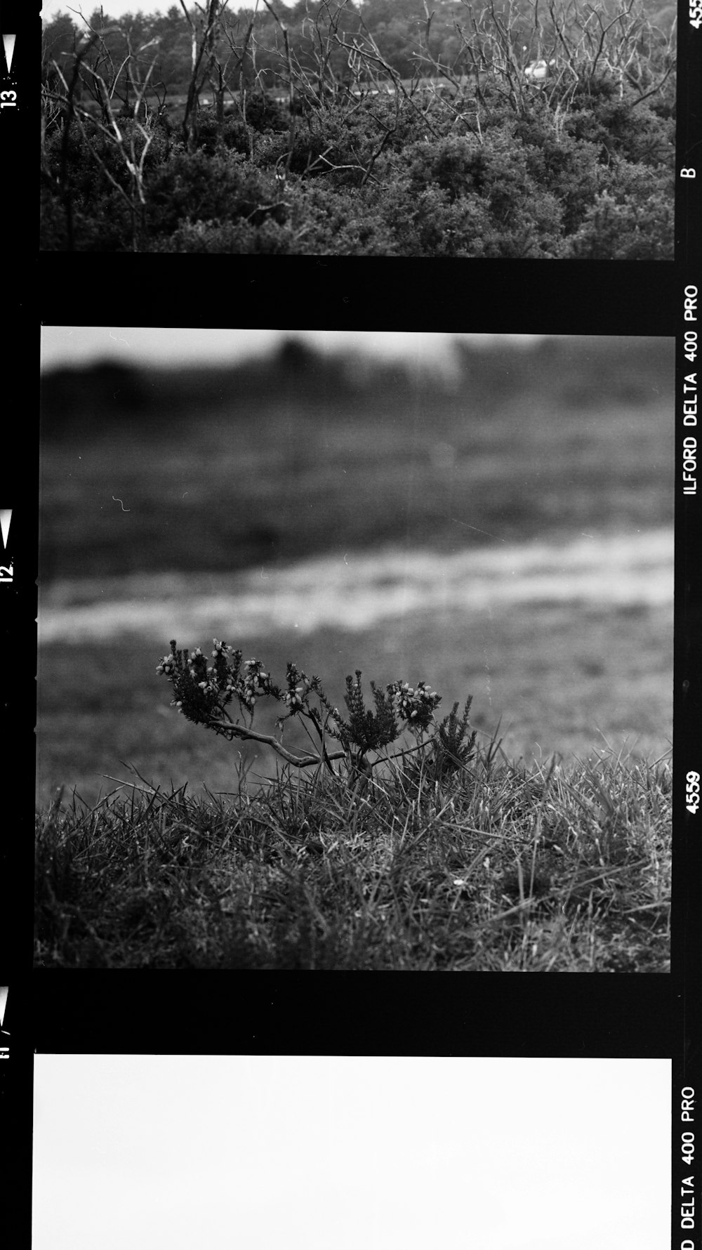 grayscale photo of grass field