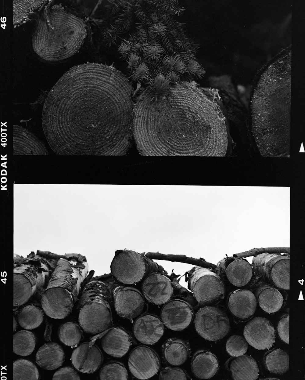 grayscale photo of pile of wood logs