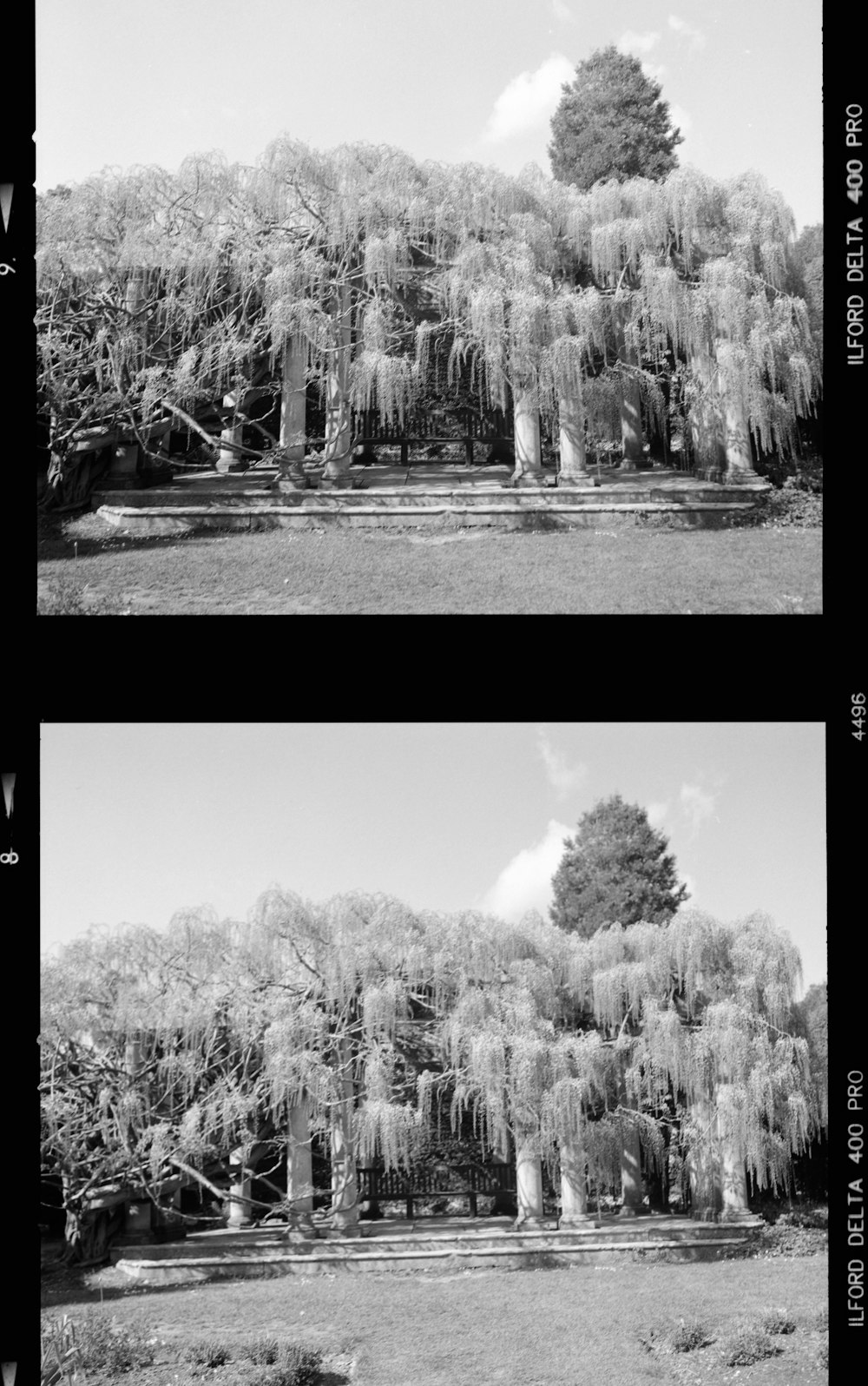 grayscale photo of trees and plants