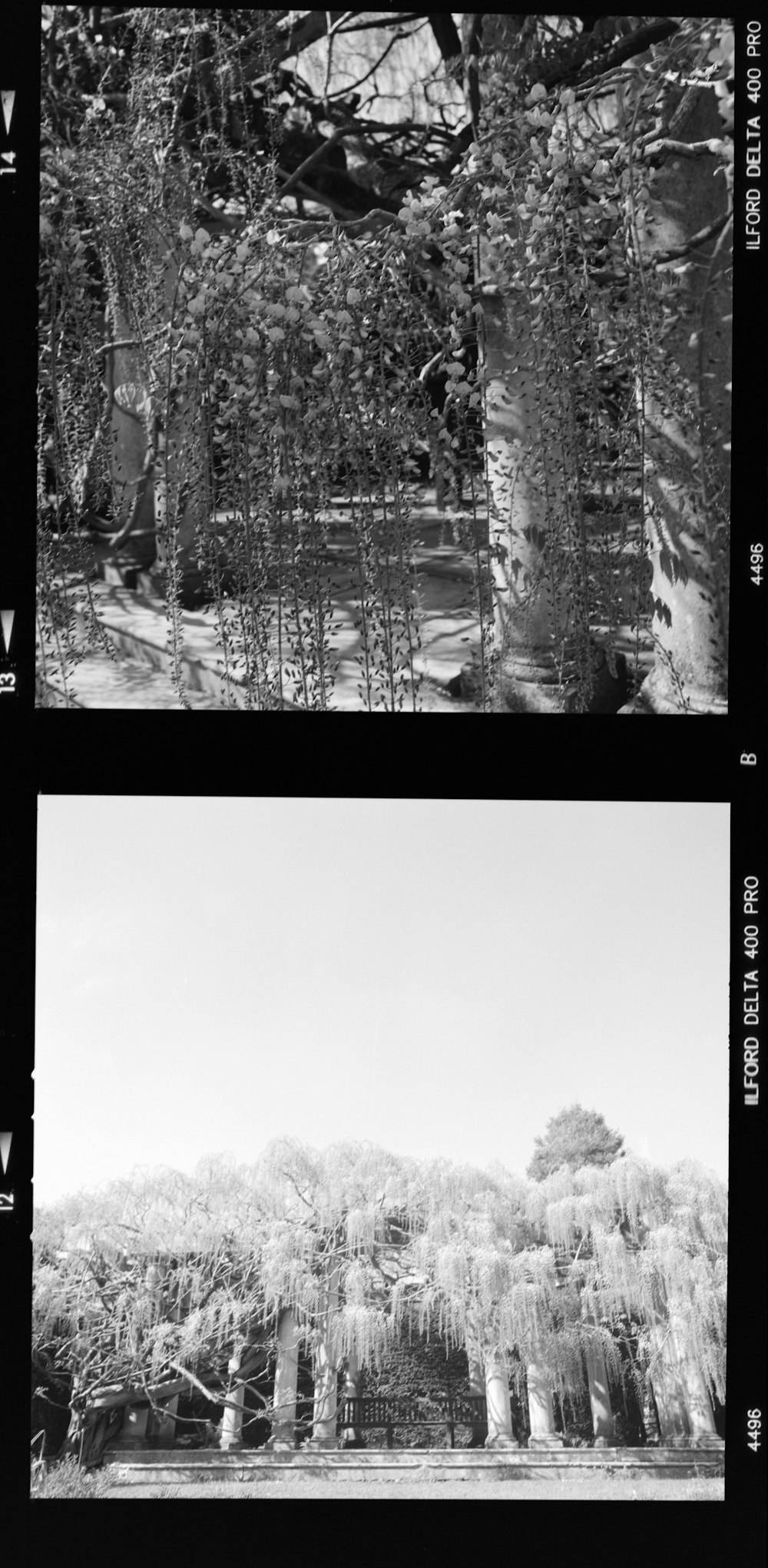 grayscale photo of pine trees