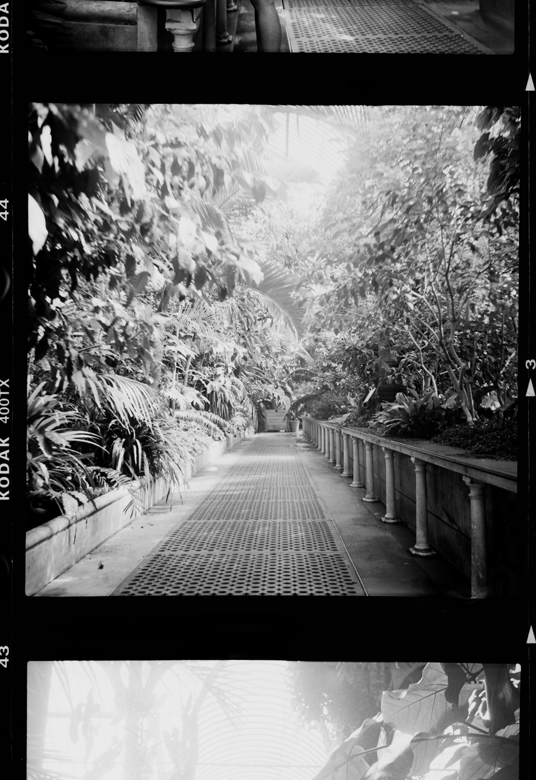 grayscale photo of pathway between trees