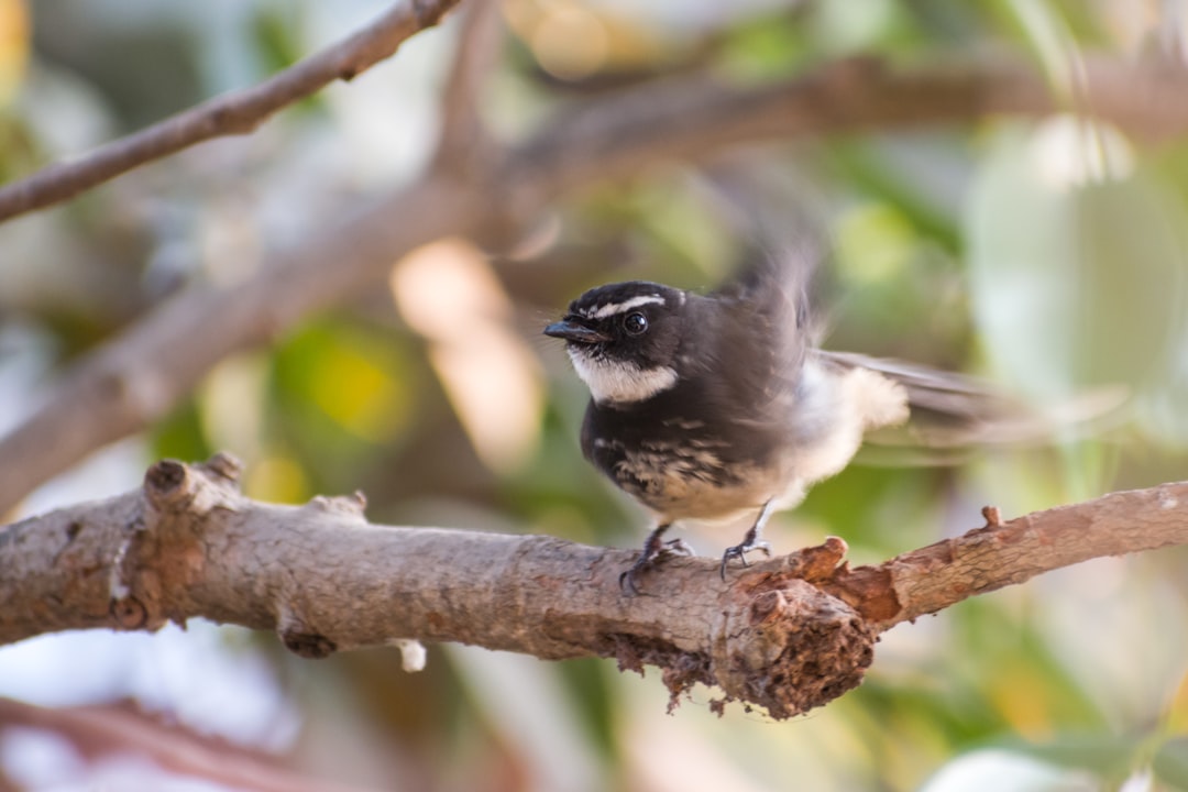 brown and white bird on brown tree branch during daytime