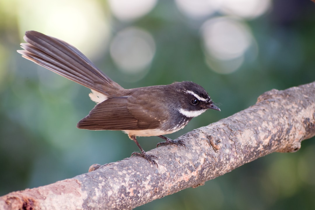 brown and white bird on brown tree branch during daytime