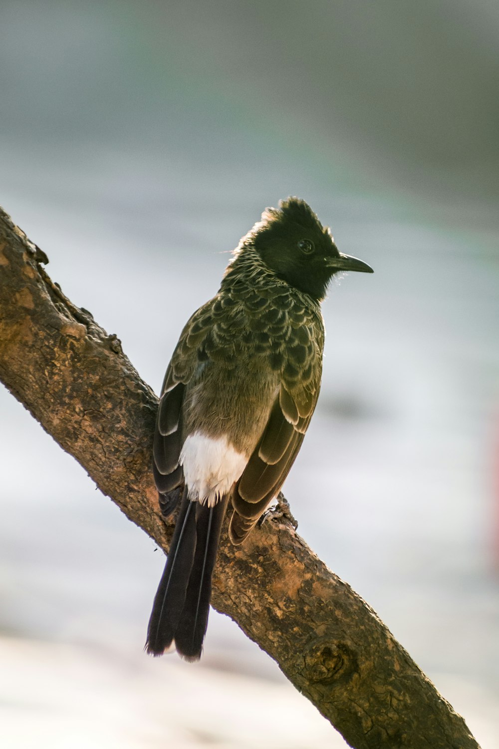 black and white bird on brown tree branch