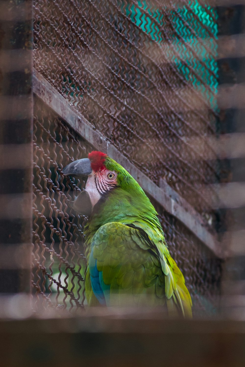 green and red parrot on cage