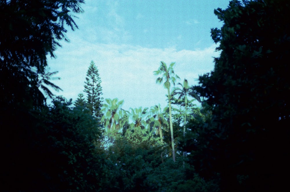 green trees under blue sky during daytime