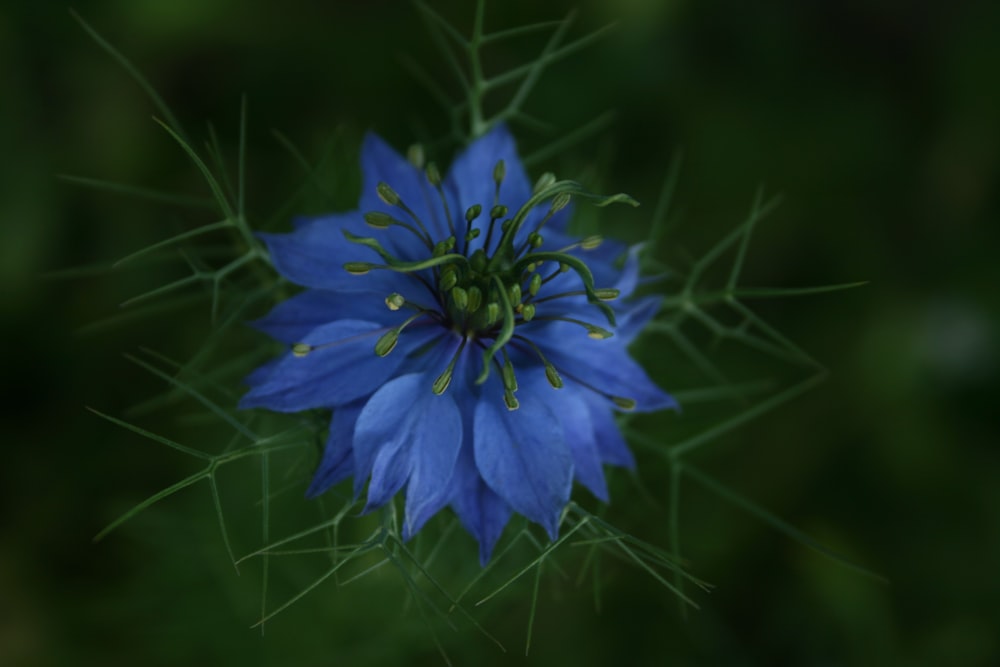 blue flower in macro lens