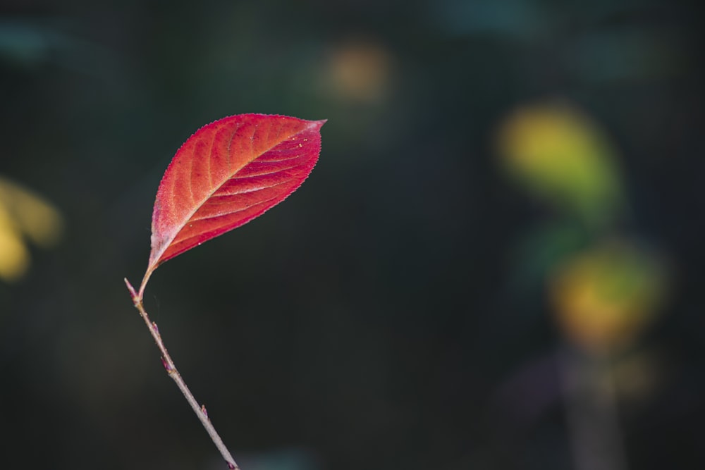green and red leaves in tilt shift lens