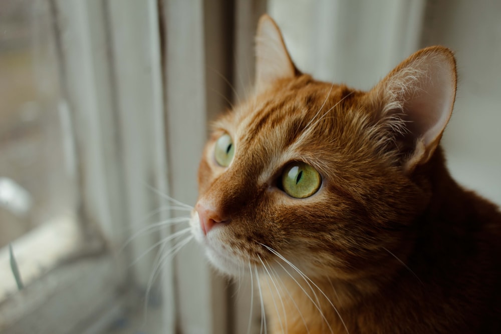 orange tabby cat in close up photography