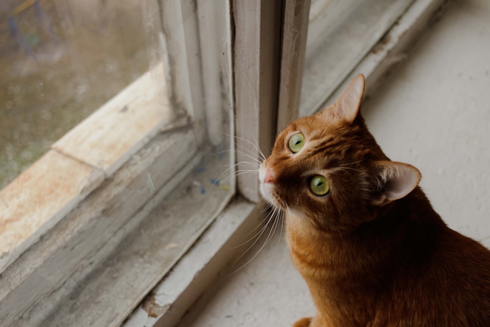 gatto marrone vicino alla finestra di legno bianca