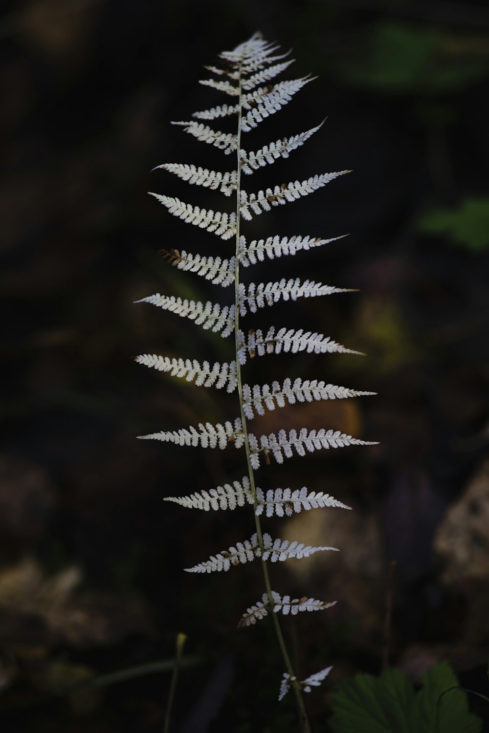 white and black plant in close up photography