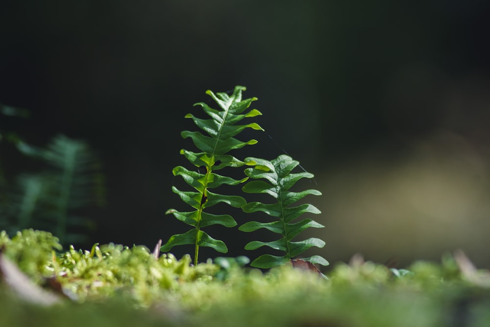 green fern plant in close up photography