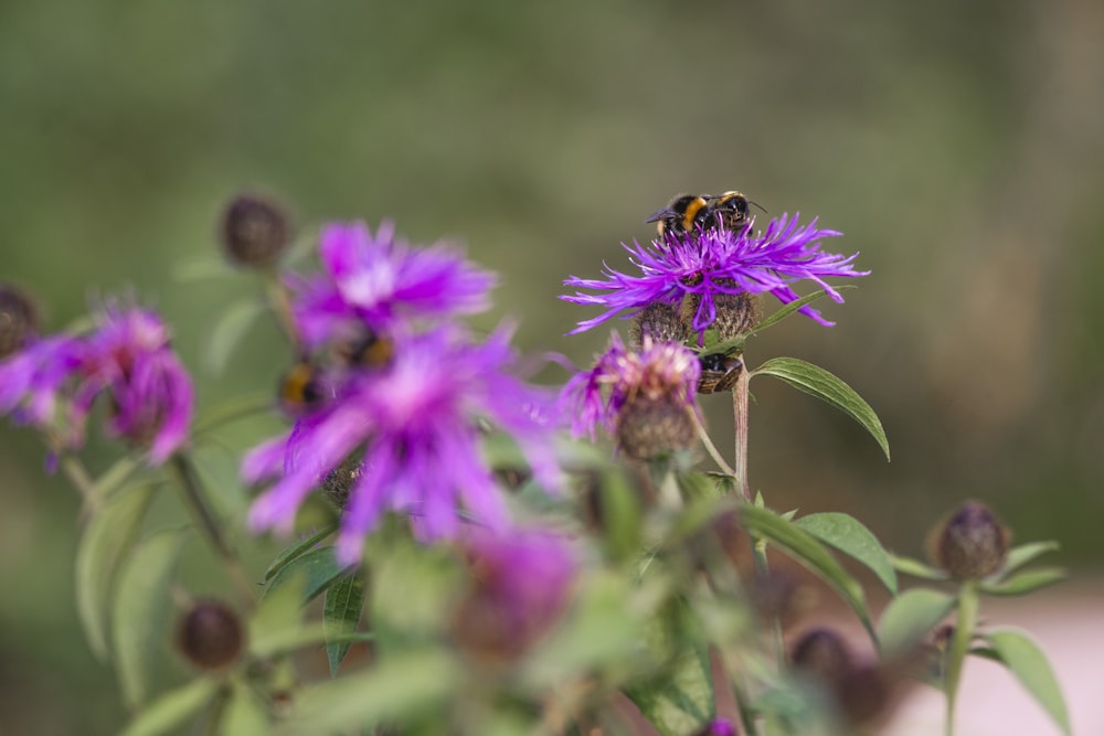 abeja negra y amarilla en flor púrpura