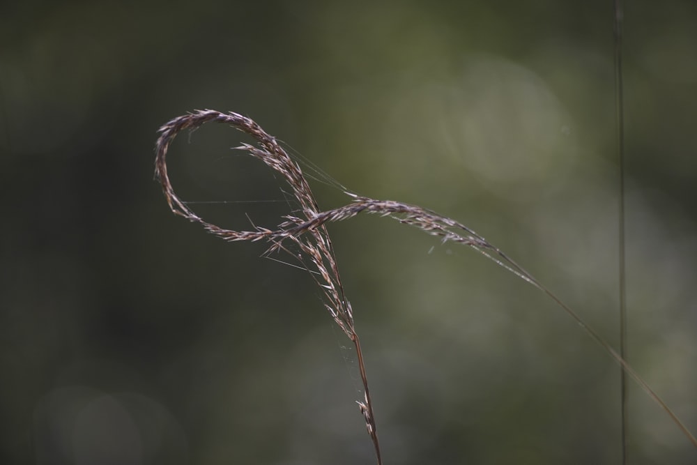 brown dried plant in tilt shift lens