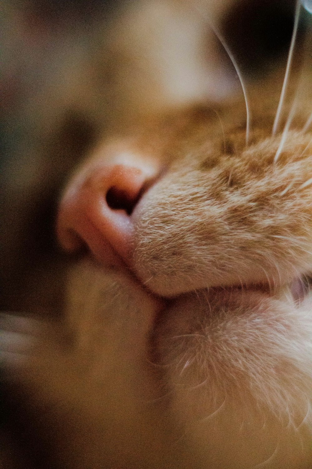 orange tabby cats nose