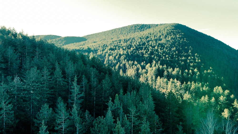 a mountain covered in lots of green trees