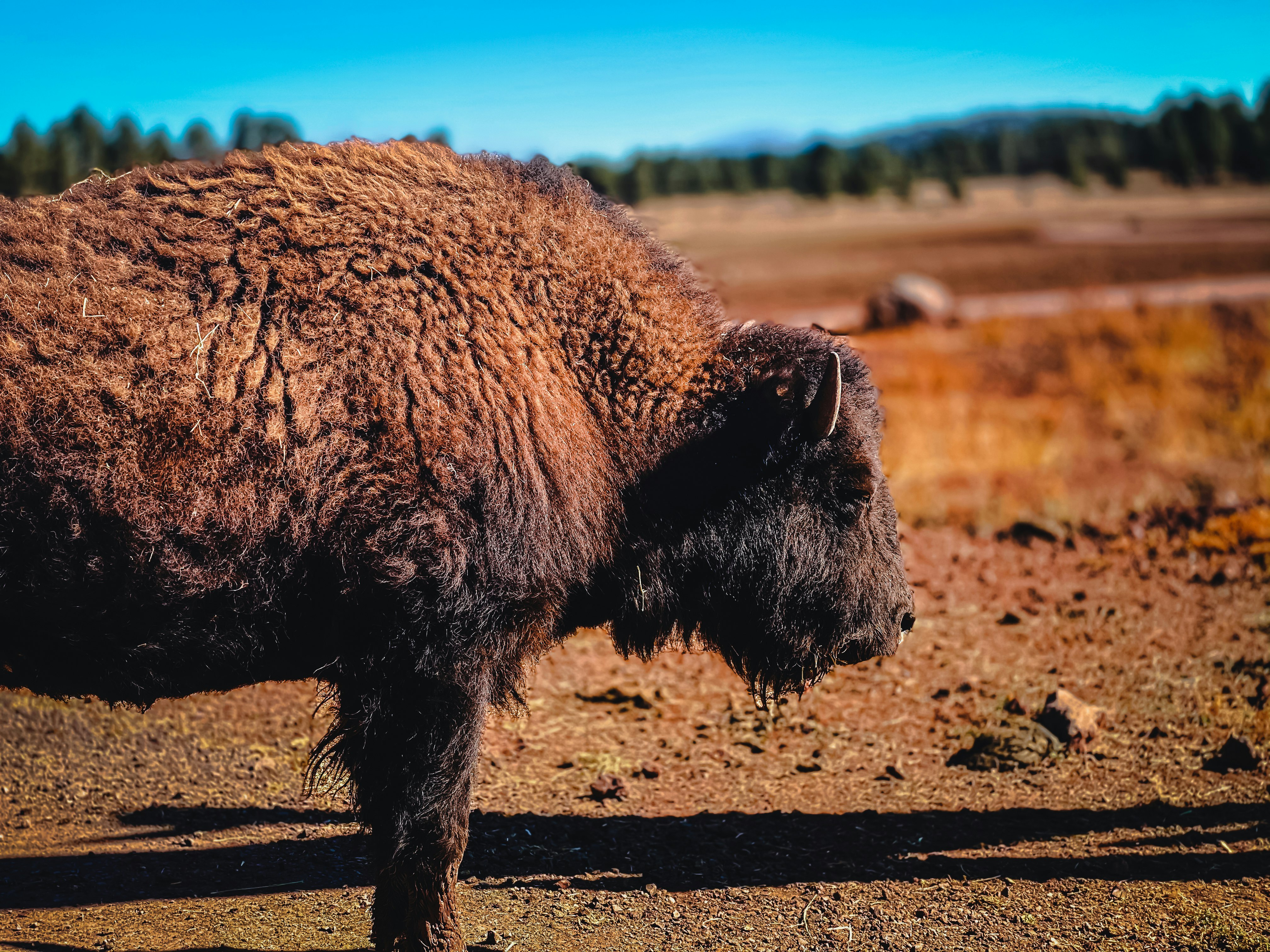 brown yak on brown field during daytime