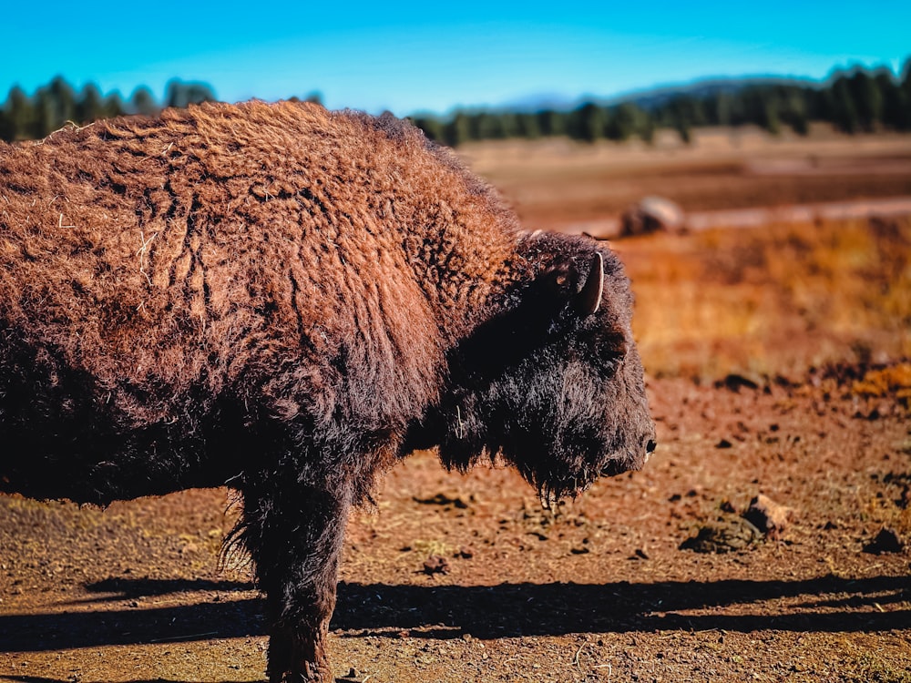 brown yak on brown field during daytime