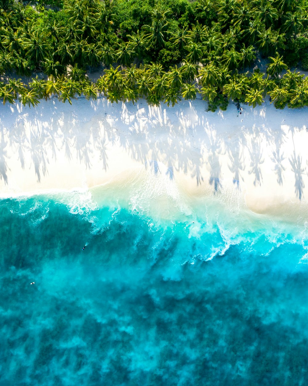 Planta verde cerca del cuerpo de agua durante el día