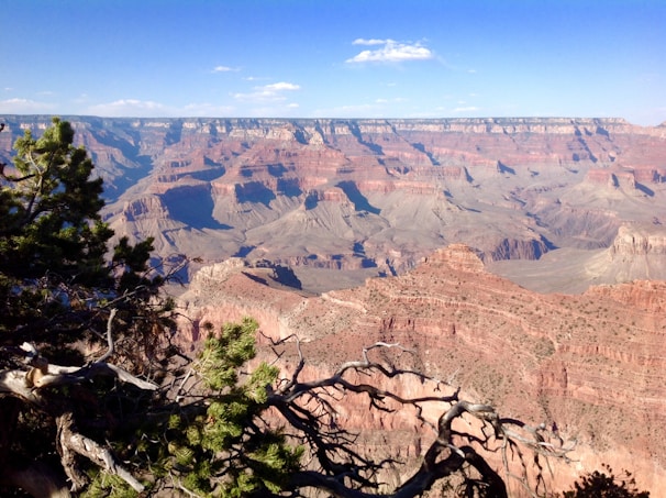 A vast and majestic landscape featuring the Grand Canyon under a bright blue sky. The immense canyon displays layers of red, orange, and brown rock formations, creating a stunning vista. Foregrounded are several green trees and branches, adding a touch of nature to the rugged scene.