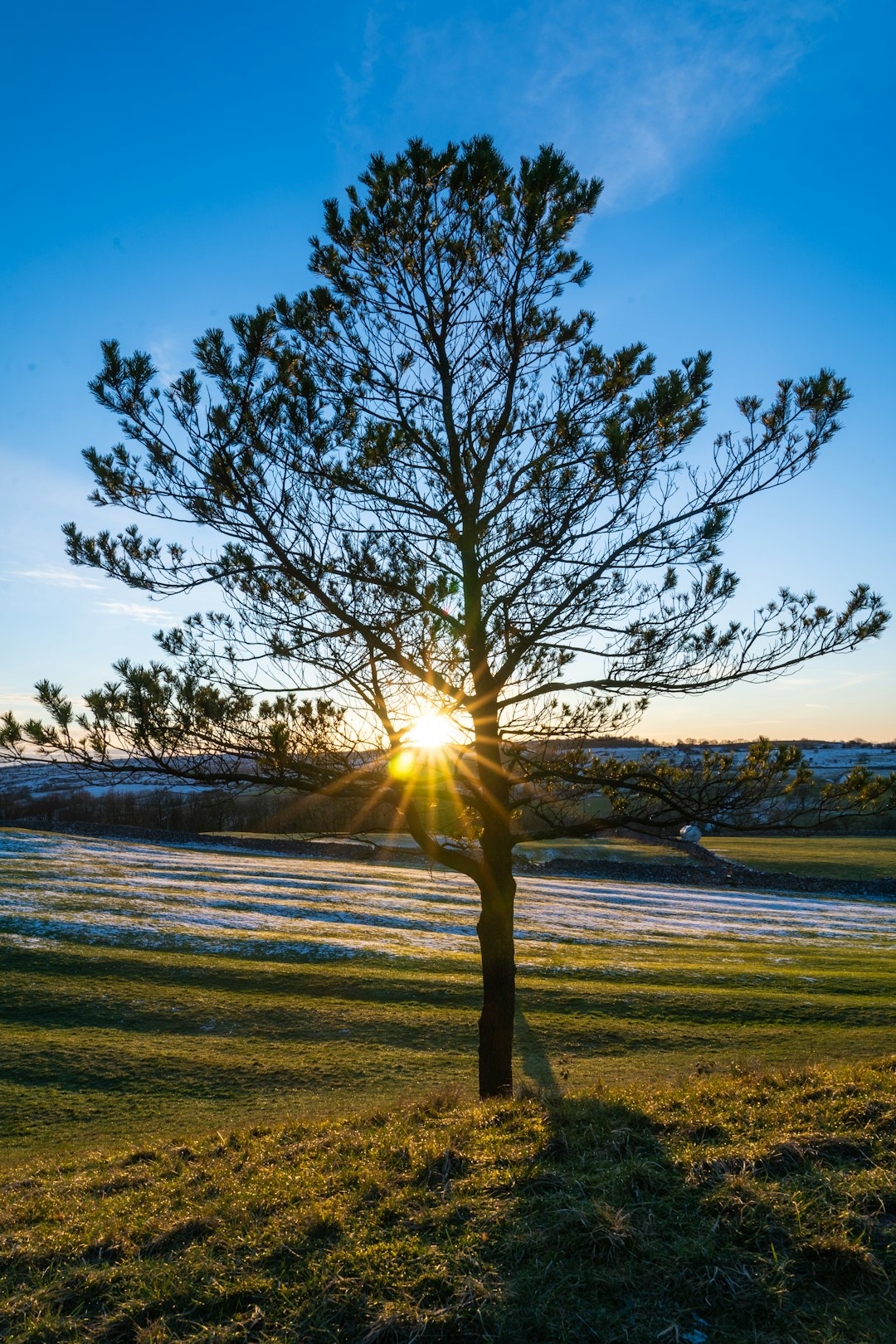 leafless tree on green grass field during daytime