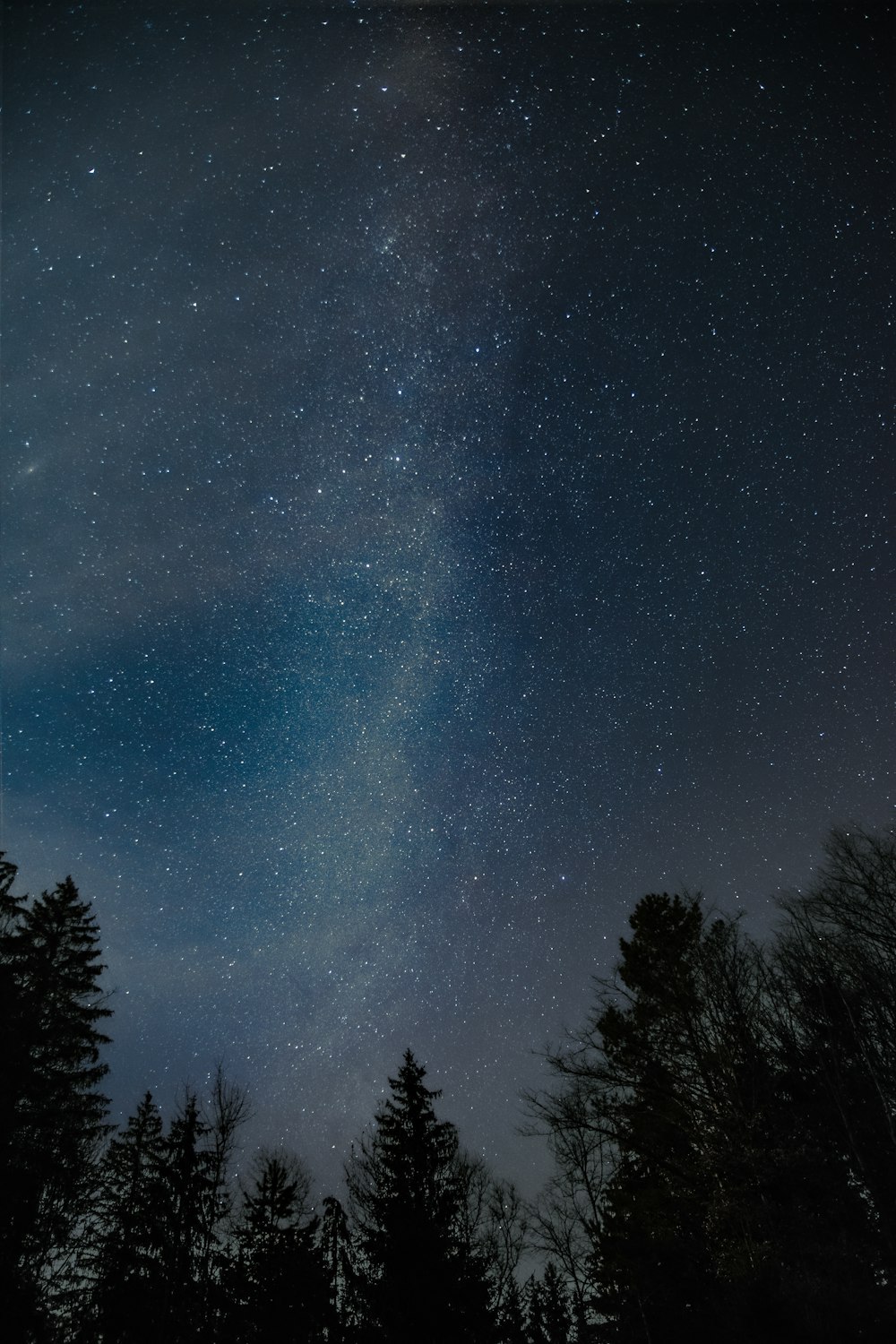 silhouette of trees under starry night