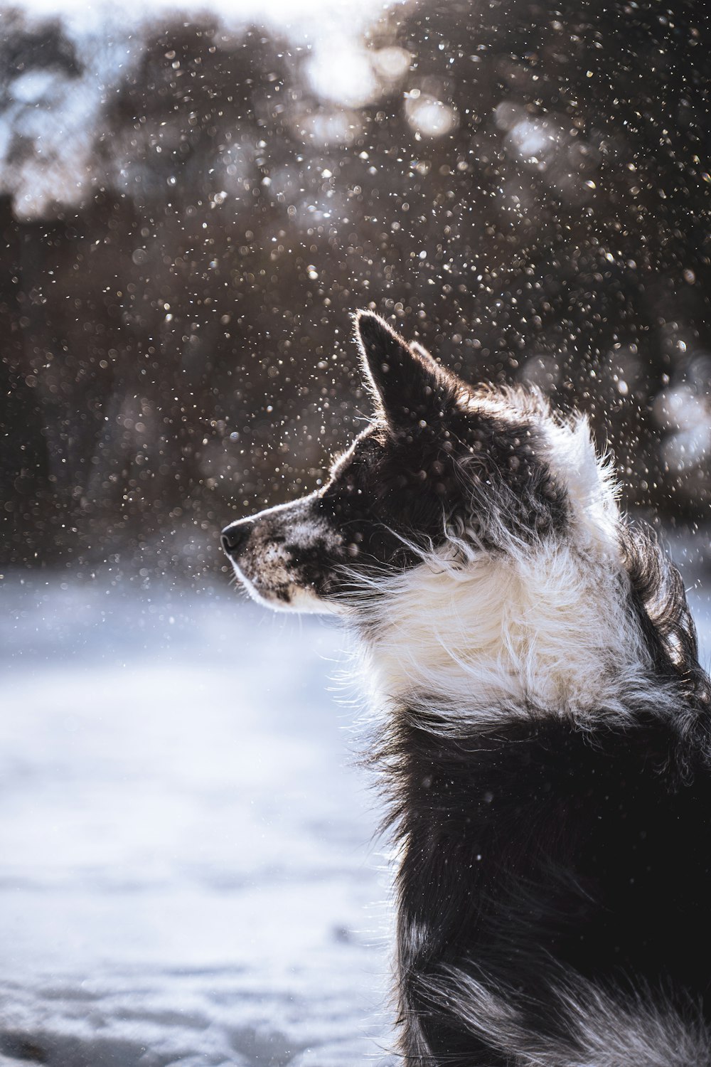 black and white border collie on snow covered ground during daytime