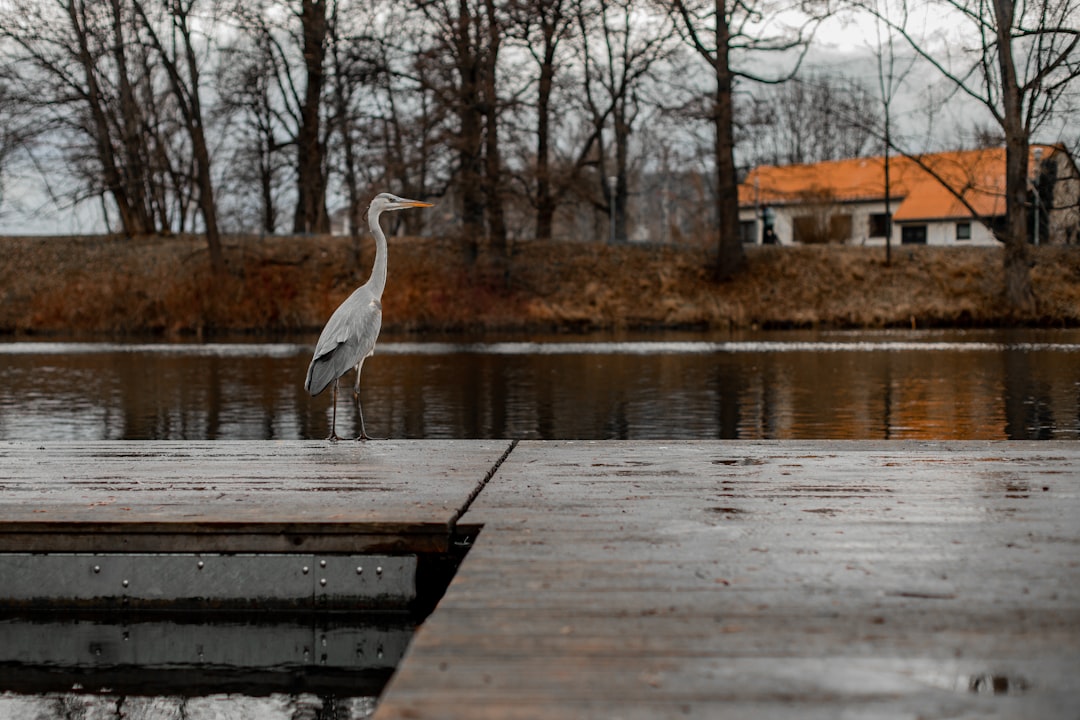 white bird on brown wooden dock during daytime