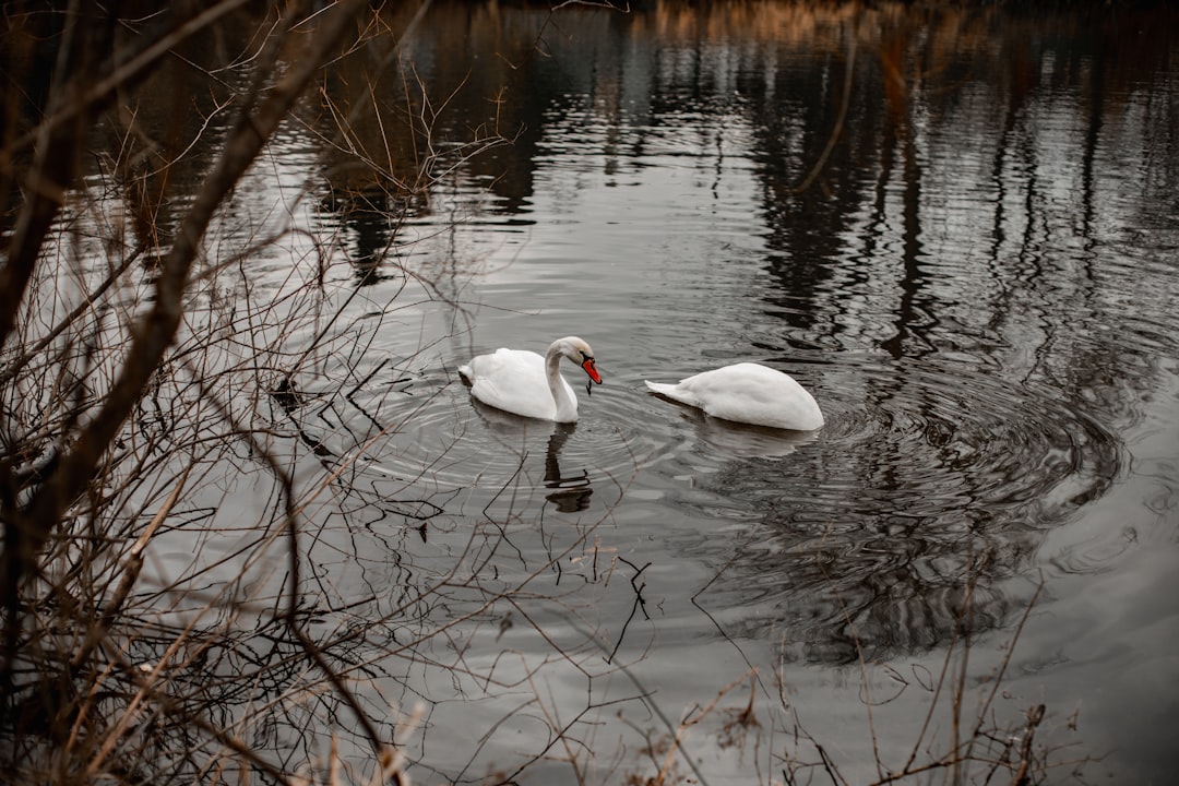 white swan on water during daytime